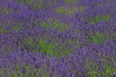 Alpes-de-Haute-Provence, champ de lavande