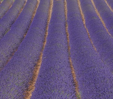 Alpes-de-Haute-Provence, champ de lavande