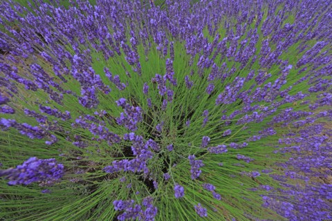 Alpes-de-Haute-Provence, champ de lavande