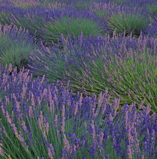 Alpes-de-Haute-Provence, champ de lavande