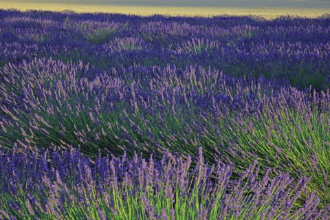 Alpes-de-Haute-Provence, champ de lavande