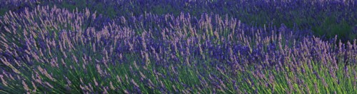 Alpes-de-Haute-Provence, champ de lavande