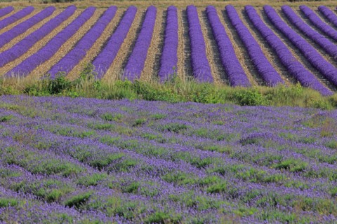Alpes-de-Haute-Provence, champ de lavande