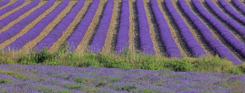 Alpes-de-Haute-Provence, champ de lavande