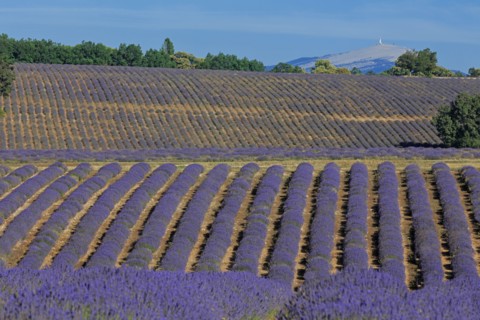 Drôme, champ de lavande