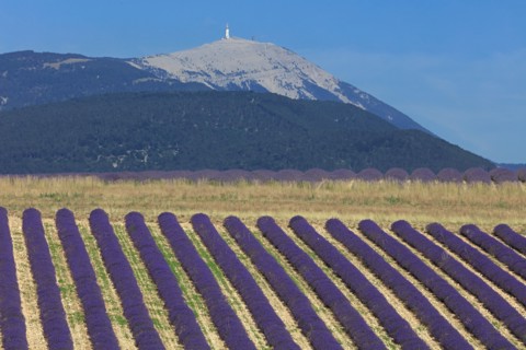 Drôme, champ de lavande