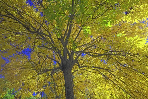 Frêne en automne