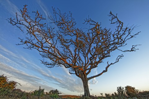 Tree without leaves