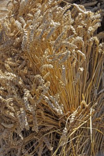 Sheaf of ripe wheat