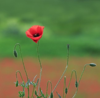 Fleur de coquelicot
