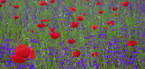 Coquelicots et myosotis