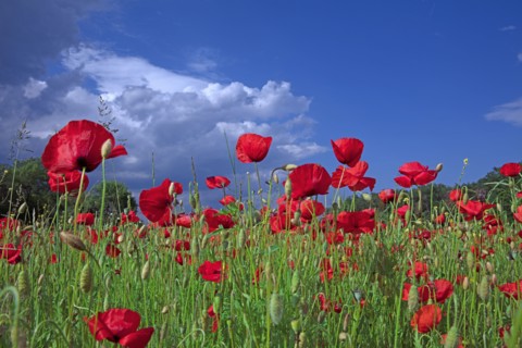 Champ de coquelicots