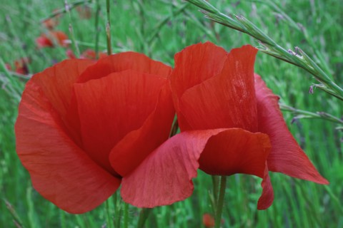 Fleur de coquelicot