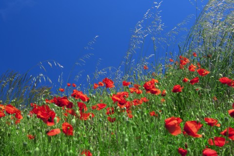Champ de coquelicots