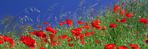 Champ de coquelicots