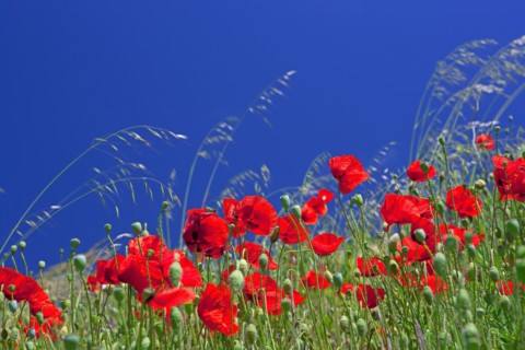 Champ de coquelicots