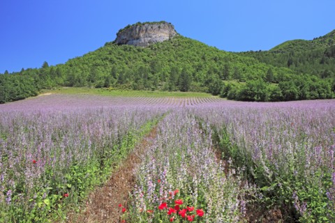 Field with mallows, Vaucluse