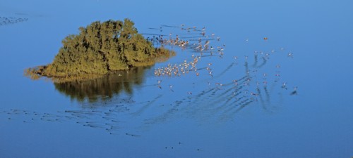 Pink flamingos of Camargue