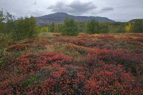 Islande, Le champ géothermique de Geysir