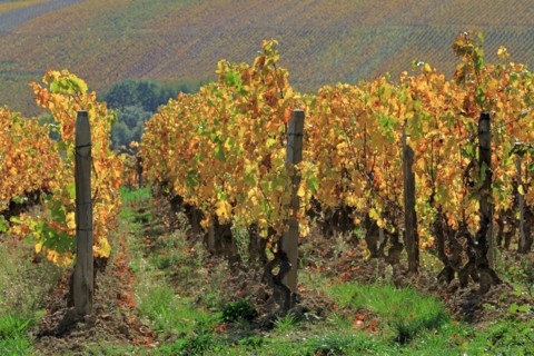 Vignoble du Beaujolais en automne