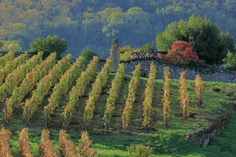 Vignoble du Beaujolais en automne
