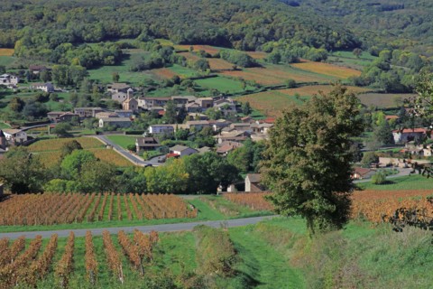 Chasselas, Saône-et-Loire