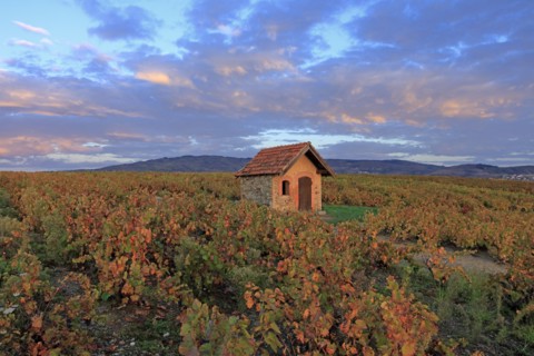 Morgon, Rhône