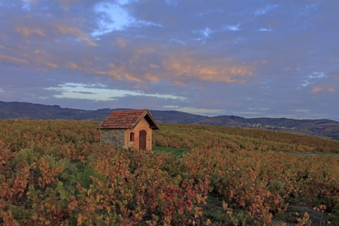 Morgon, Rhône