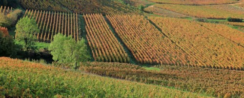 Vignoble du Beaujolais en automne