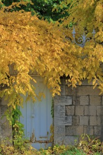 Feuillages d'automne