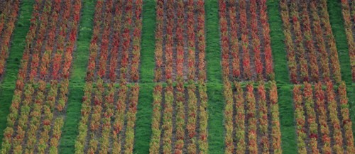 Vignoble du Beaujolais en automne