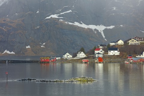 Iles Lofoten, Norvège