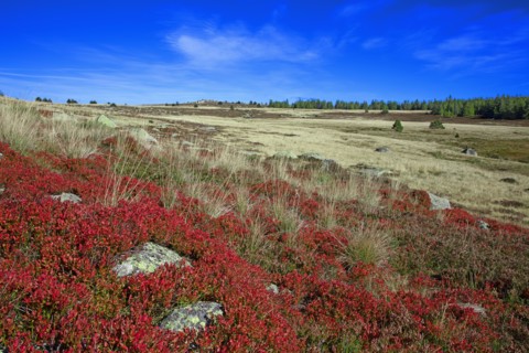 Mont Lozère landscape, Lozère