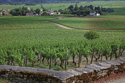 Aloxe-Corton, Côte d'Or