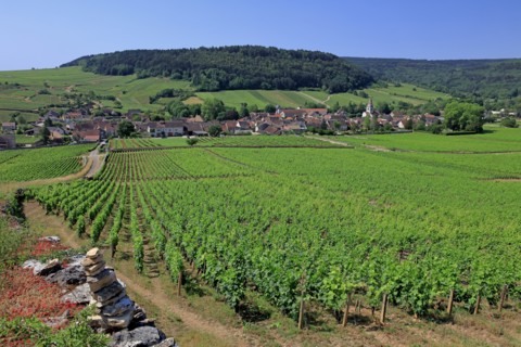 Auxey-Duresses, Côte d'Or