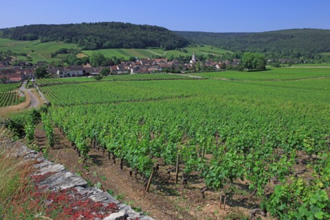 Auxey-Duresses, Côte d'Or