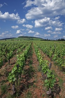Aloxe-Corton, Côte d'Or