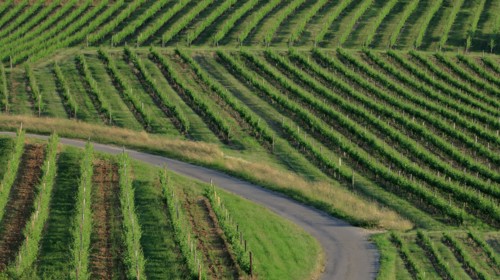 Paysage des vignes en Côtes-d'Or