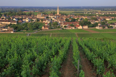 Meursault, Côte d'Or