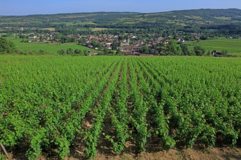 Santenay, Côte d'Or