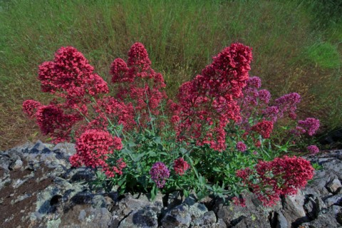 Valériane en fleur