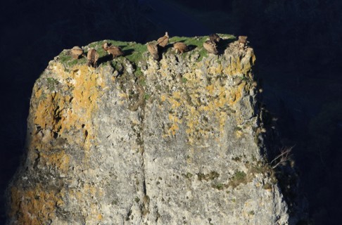 Vultures on a rocky outcrop, Aveyron