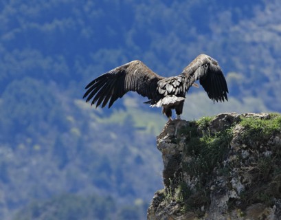 Vultures on a rocky outcrop, Aveyron