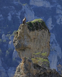Vultures on a rocky outcrop, Aveyron
