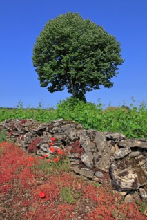 Paysage de Côte d'Or