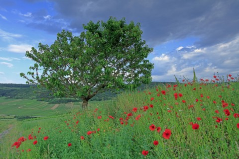 Paysage de Côte d'Or