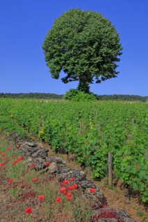 Paysage de Côte d'Or