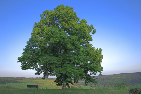Paysage de Côte d'Or
