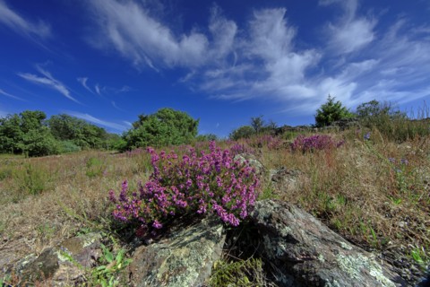 Paysage de Lozère