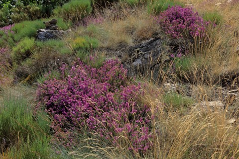 Paysage des Cévennes, Lozère
